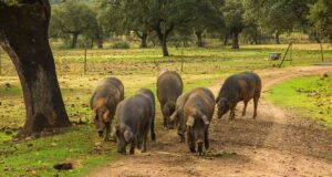 Levevilkårene for Iberico grisene